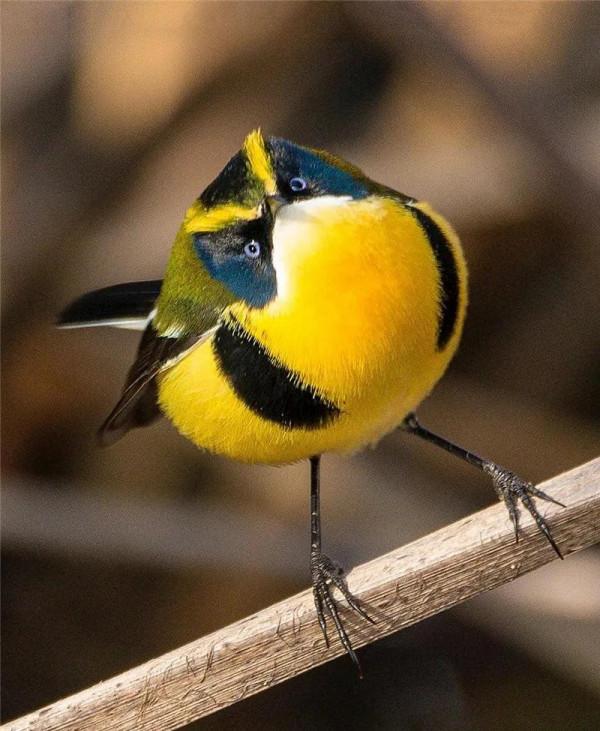 哈哈！它們可真逗