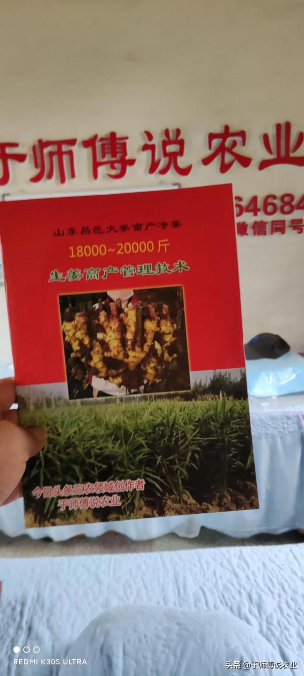 一位細心人把兩種姜作了一個詳細對比，真是沒有對比就沒有傷害啊