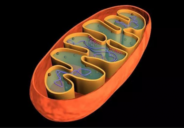 地球上本來沒有人,人類從何而來?第一個誕生的人是男人還是女人 地球上本來沒有人,人類從何而來?第一個誕生的人是男人還是女人