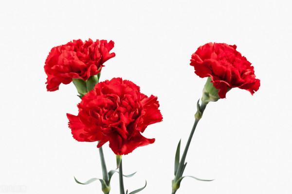 花之君子也（蓮）