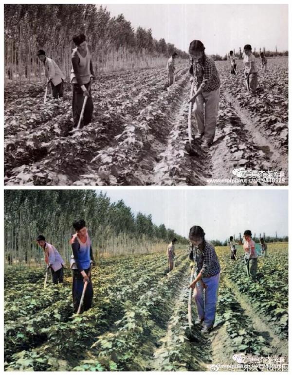 當建校初的老照片遇上現代感的AI技術，驚豔了時光