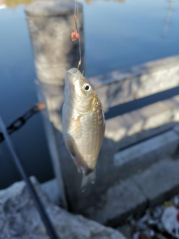 靈活多變才是漁獲的關鍵，大師的制勝法寶得好好學