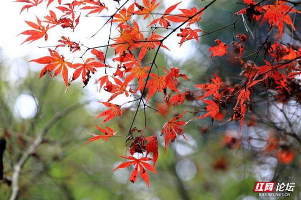 嶽麓山楓葉盛宴正式開啟！你準備好了嗎？