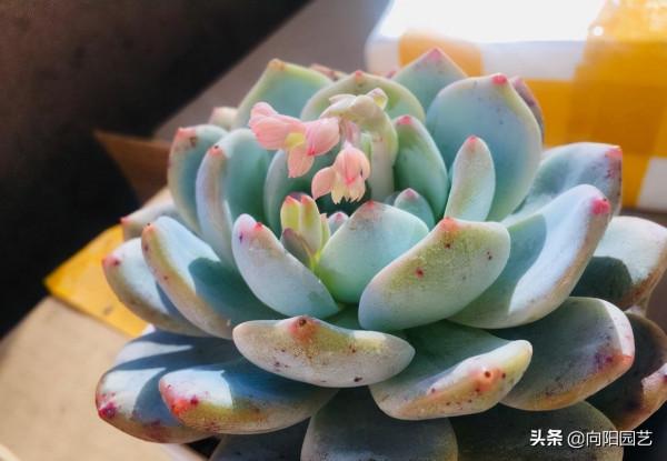 多肉不好養，買回家就養死了，要麼就徒長，教你正確養護技巧