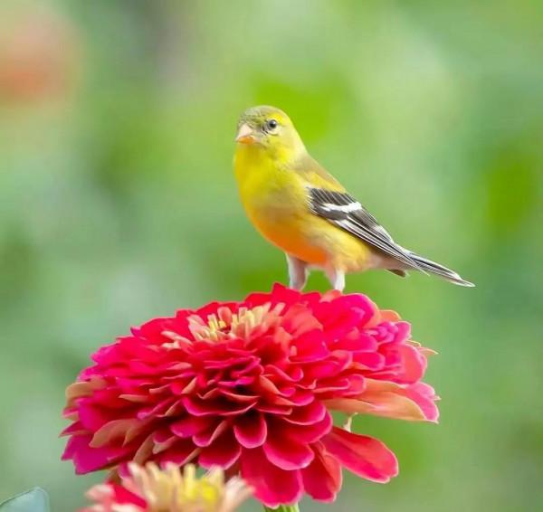 分享圖片&mdash;&mdash;美麗彩色小鳥集錦