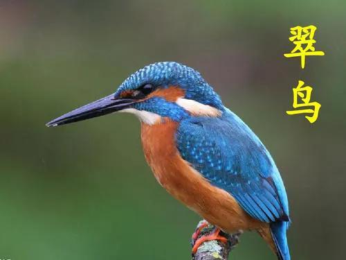 七十年代農村那些熟悉的鳥兒