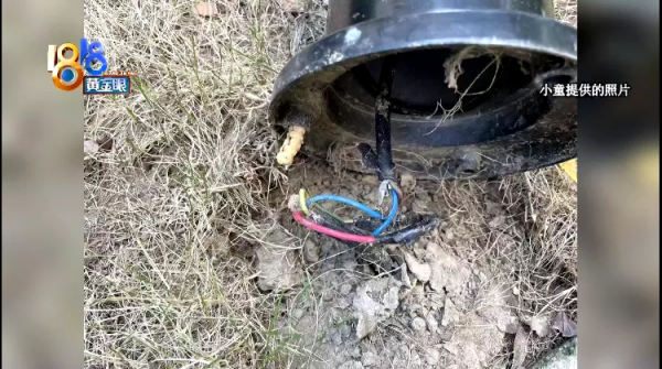 法鬥犬疑似被小區燈柱電傷，物業回應：沒有漏電