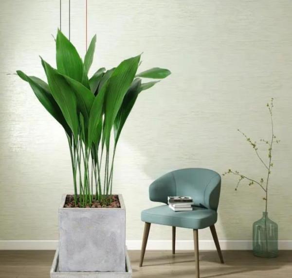 5種“懶人花”適合客廳養，怎麼折騰也不死，越是“賤養”越爆棚