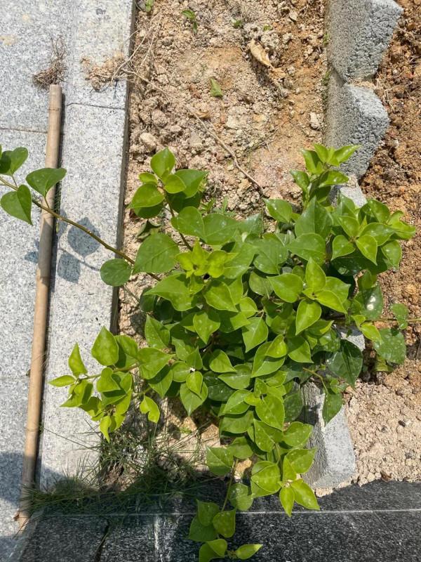 綠櫻終於被我虐出花了