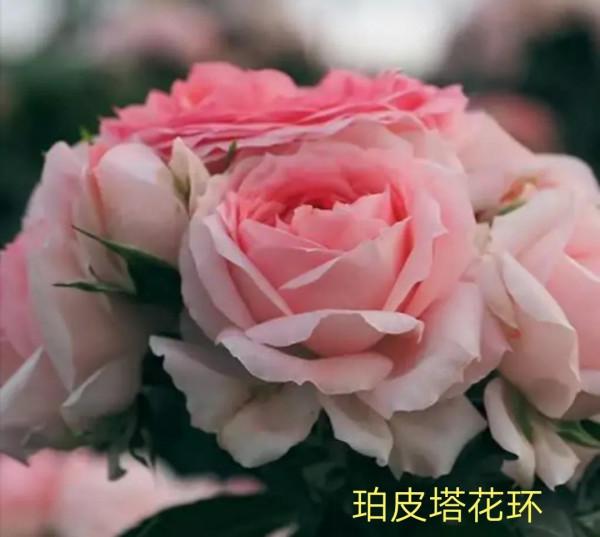 德國科德斯又一系列——花環系列月季 德國科德斯又一系列——花環系列月季