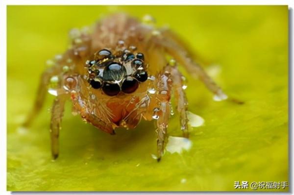 毒蜘蛛-五毒之——蜘蛛毒液,你應該瞭解的毒性知識(一)習性篇 毒蜘蛛-五毒之——蜘蛛毒液,你應該瞭解的毒性知識(一)習性篇