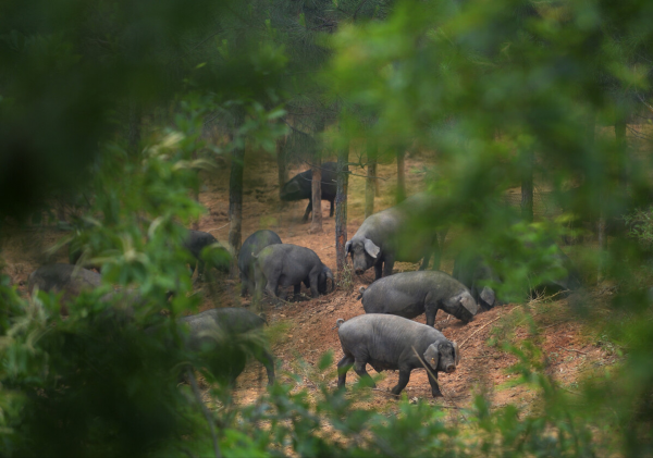 退伍老兵返鄉養黑豬，一年賣出5000萬，帶領老鄉一起走上致富路
