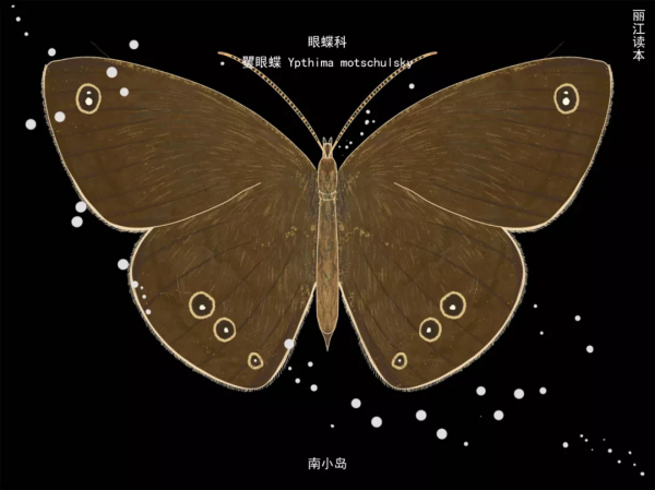 【COP15】看！這一隻只“會飛的花朵”