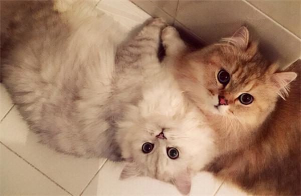 為什麼養公貓的人比養母貓的人多？說實話，公貓更好養