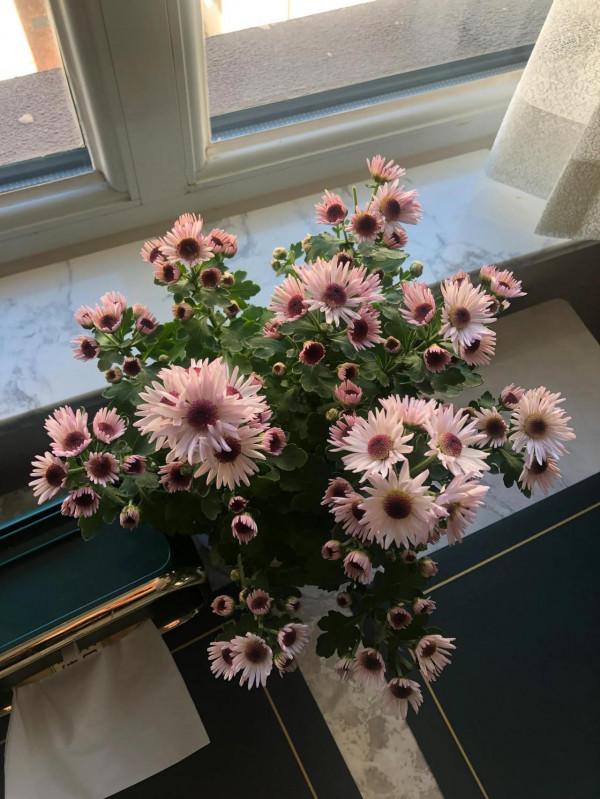 買花容易養花難啊 買花容易養花難啊