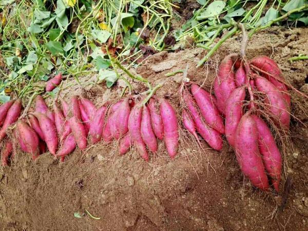 蔬菜爛市？貝貝南瓜、花心薯跌落神壇，2種蔬菜卻逆襲大漲