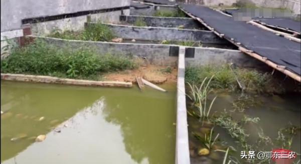 農村大學生放棄年薪30萬,回家搞生態養殖,一年純收100萬 農村大學生放棄年薪30萬,回家搞生態養殖,一年純收100萬