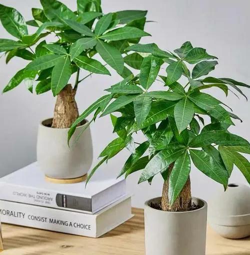 虎年養花就選這四種，漂亮又喜慶，大吉大利，越養越舒心