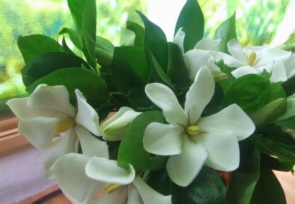 這4種花，即使再喜歡也別買，新手很難活，養活過的朋友請舉手