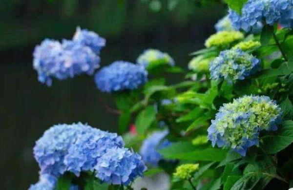 “草木鬱茂，吉氣相隨”，養盆“吉利花”，旺家旺後代