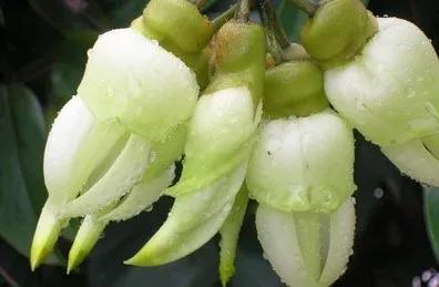 朱雀花（別名白花油麻藤）