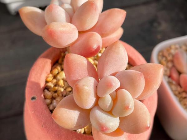 桃蛋加勞爾等於洛神，容易養成老樁，出狀態時顏色橙黃真漂亮