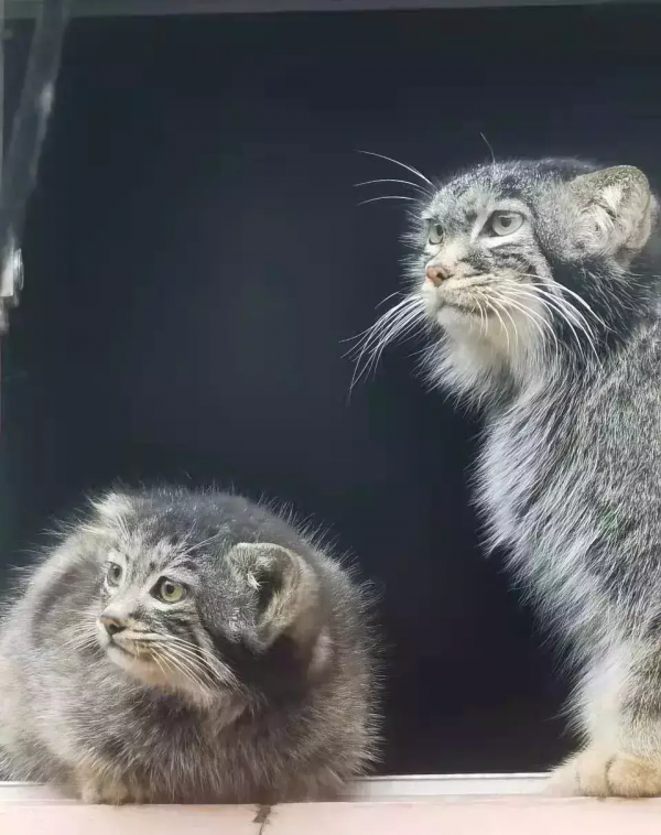 中國“最窮”的動物園 在中國最高的地方