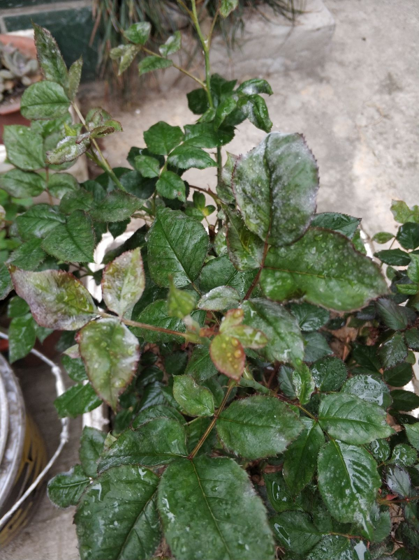 植物葉子出現“白霜”,是白粉病要謹慎起來,三個方法搞定 植物葉子出現“白霜”,是白粉病要謹慎起來,三個方法搞定