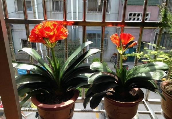 “不易死”的5種花，吉祥又大氣，少管“控水”才能開成大花球