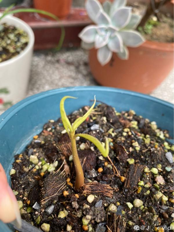 1顆“大腰果”,泡幾天服上盆,長成一棵芒果樹 1顆“大腰果”,泡幾天服上盆,長成一棵芒果樹