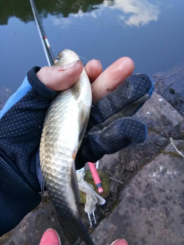 頻繁掛鉤斷線也未能阻止大板鯽爆護