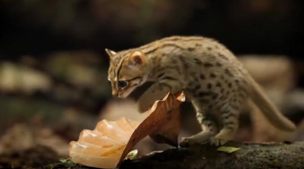 世界上最小的貓 世界上最小的貓