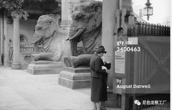 沒救了，燉了吧：二戰中的德國柏林動物園