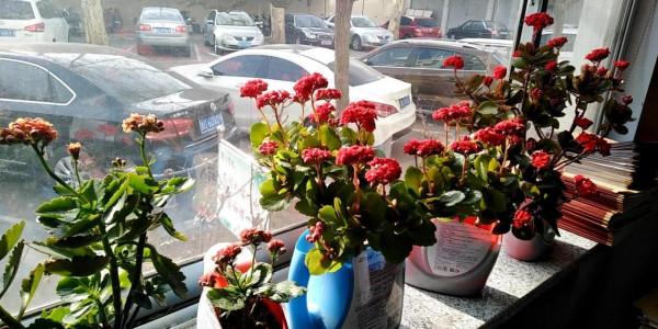 廢物改造成的養花神器