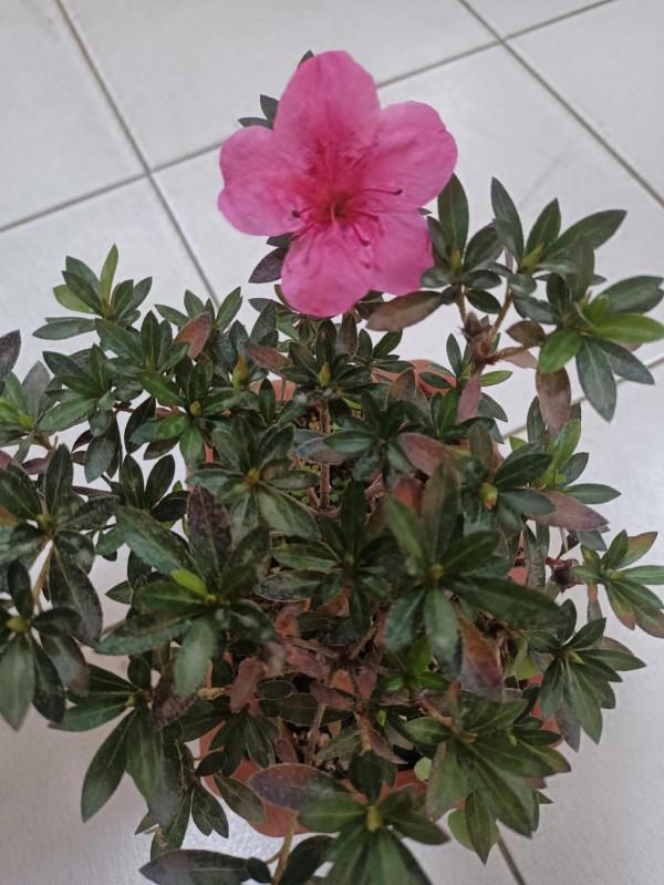 花花草草圖 花花草草圖