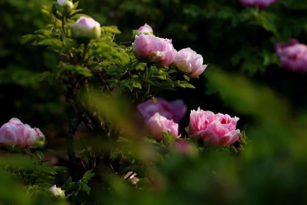 九氣、九局、九品、九悟、九雅