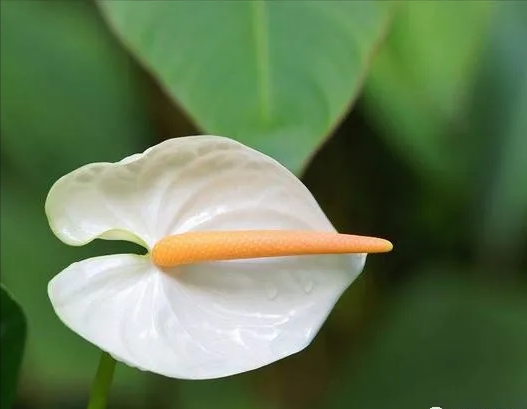 陽臺養這3種花，空氣清淨機都不用了