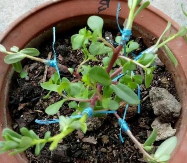 太陽花嫁接&OpenCurlyDoubleQuote;馬齒莧&rdquo;，半年成老樁，開花&OpenCurlyDoubleQuote;拳頭大&rdquo;，美哭了