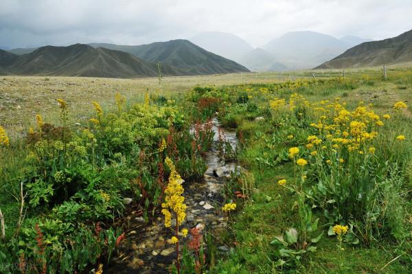真不可思議!在新疆溫泉縣,竟然發現了山海經神獸!可憐可愛可嘆 真不可思議!在新疆溫泉縣,竟然發現了山海經神獸!可憐可愛可嘆