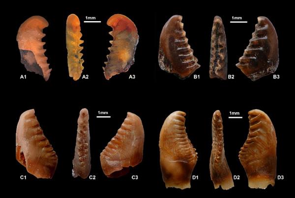 咽喉齒演化說明：草魚可能起源於3千萬年前中國西部的肉食性魚類
