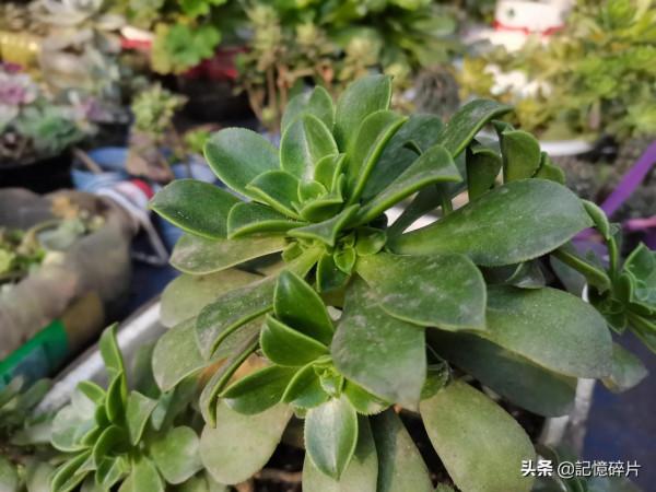 關於多肉服盆期的氣根現象，給花友們簡單講講