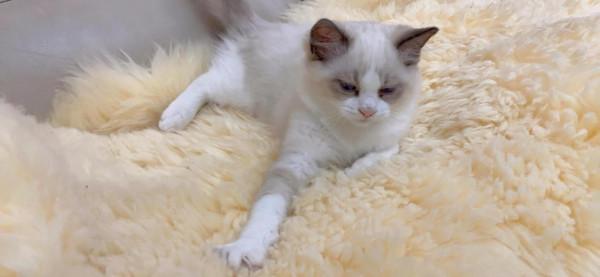 可愛布偶找新家