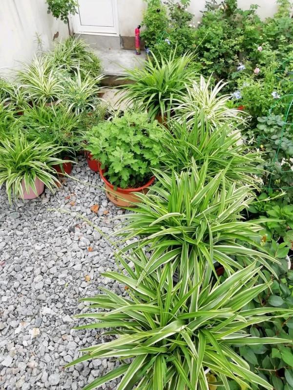 5種漂亮花，太能&OpenCurlyDoubleQuote;生小崽&rdquo;，小芽咕嘟咕嘟冒不停，一月變十盆