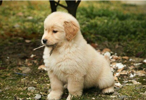 揭秘！金毛犬最珍惜的東西，你有碰過嗎？