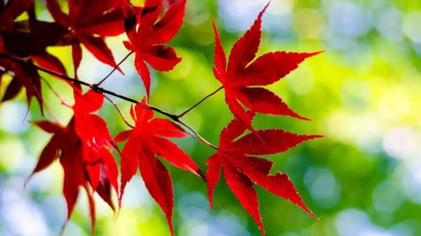 文如其人與人辱其文