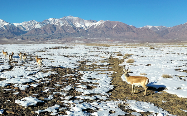 瞧，可愛的鵝喉羚