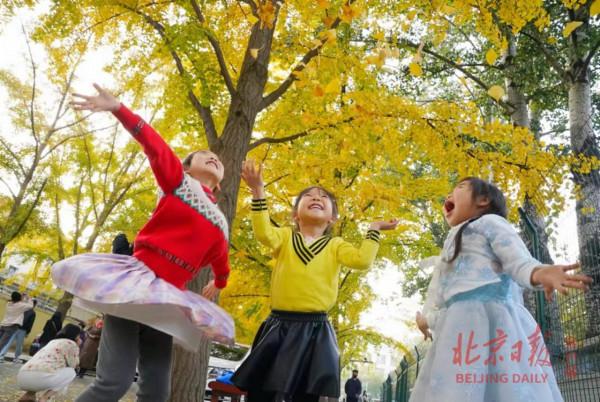 一把銀杏葉，一片金秋黃