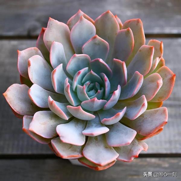 分享&mdash;&mdash;多肉，肉出花朵