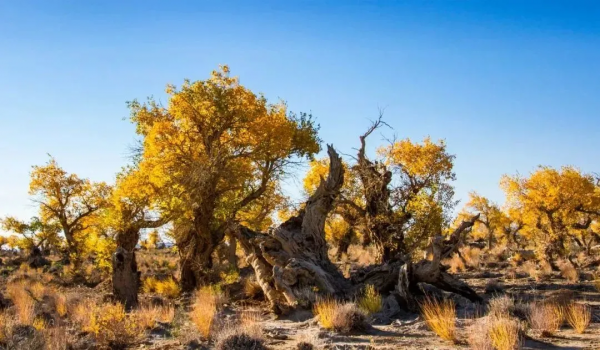 金秋時節,新疆戈壁的胡楊林穿上了華麗的服裝 金秋時節,新疆戈壁的胡楊林穿上了華麗的服裝