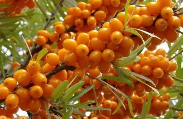 奇花異果有限公司年會（近百位奇花異果參加了本次年會）